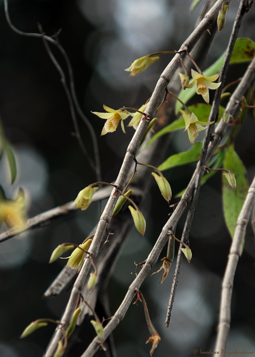 Dendrobium macrostachyum Lindl.